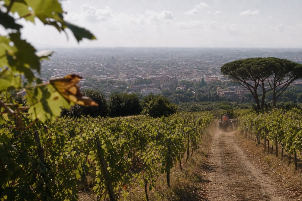 Rows of grapevines on a hillside in the Castelli Romani near Rome